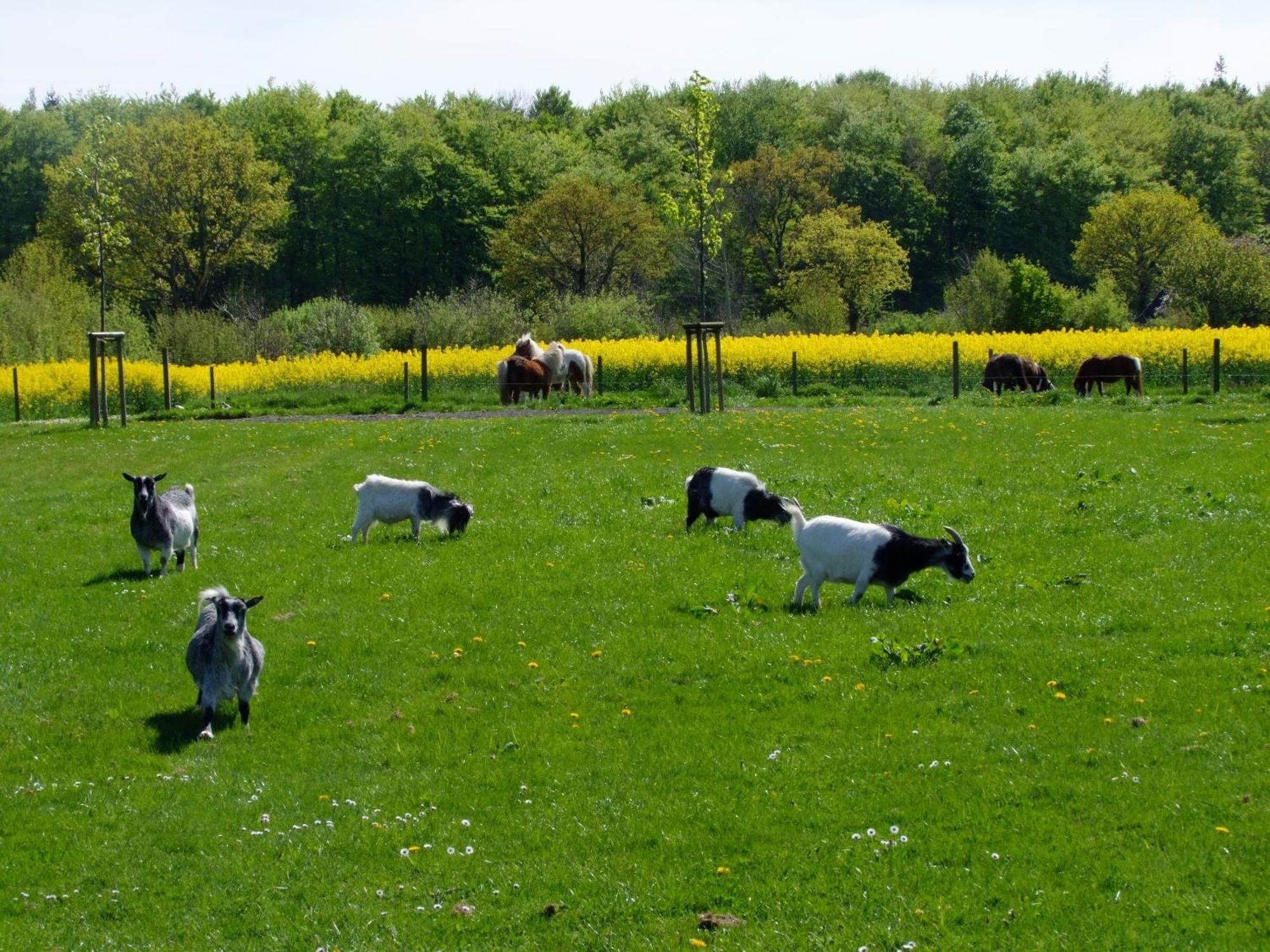 Ferienwohnungen Auf Dem Ferienhof Sell Stoltebüll Exteriér fotografie